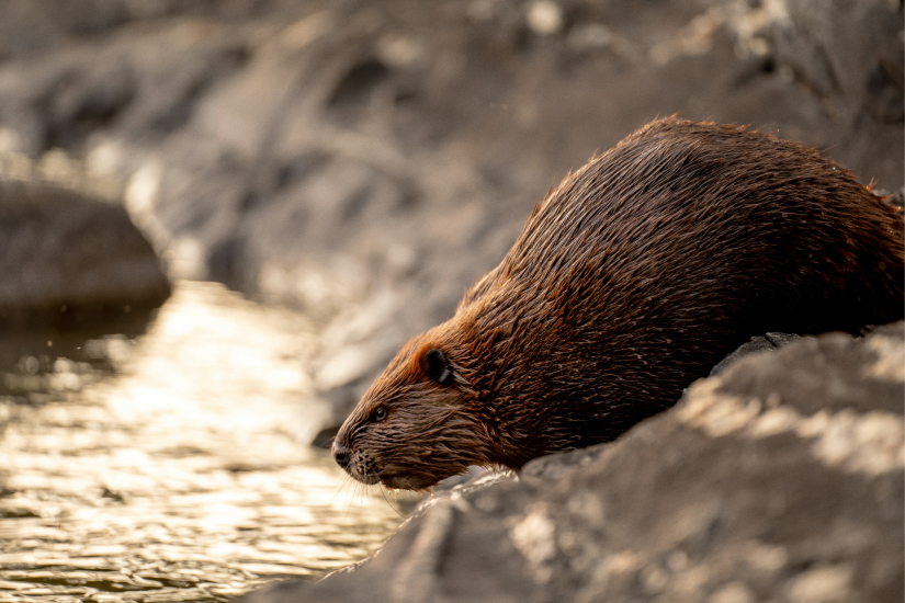 A beaver slipping into a river from the bank