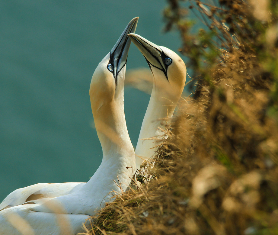 Two gannets on a cliff