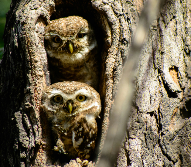 Two owls in a nook in a tree trunk